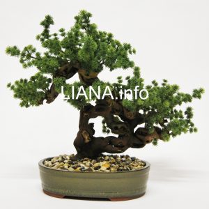 Kunstbonsai/Wurzelholzpflanzen